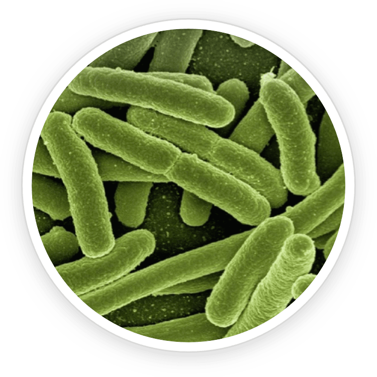 B.lactis BL-04 Probiotic Strain